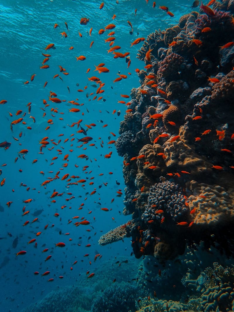 Underwater Gala